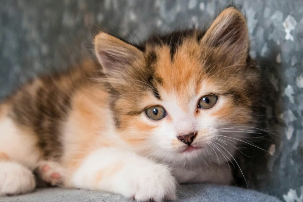 A small kitten sitting on top of a couch