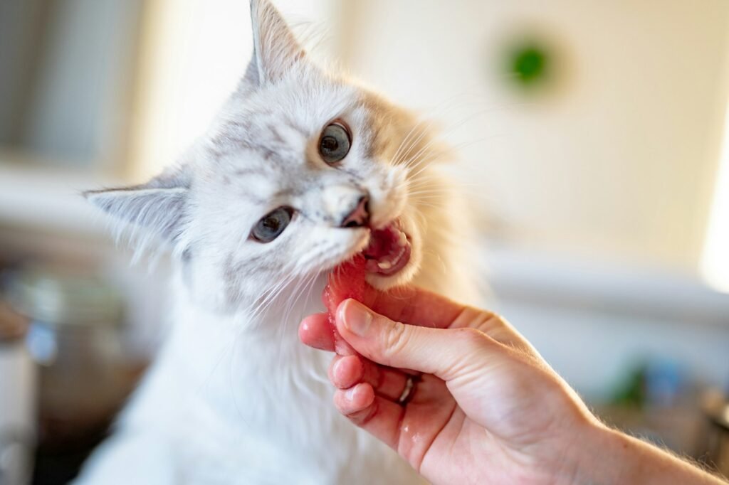 Cat Stress person holding orange tabby cat