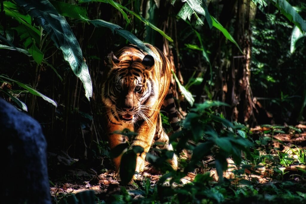 Cat Evolution selective focus photography of walking brown tiger beside plants