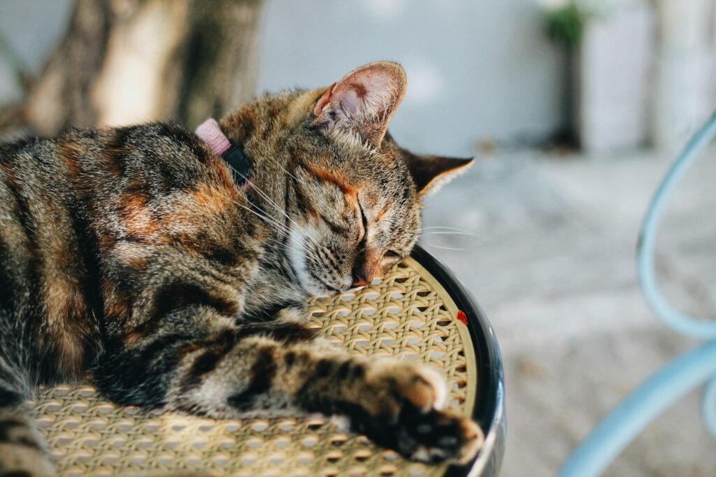 cat love: selective focus of sleeping cat on chair