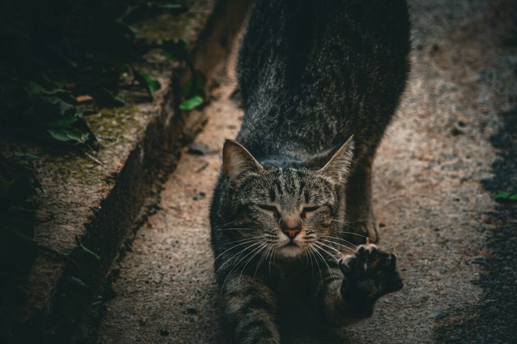 urban cat: a cat that is walking on a sidewalk