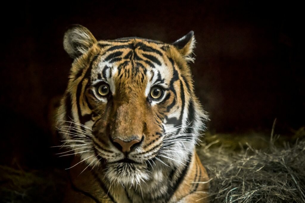 tiger with black background