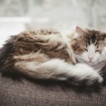 brown and white cat lying on gray textile