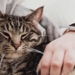 A tabby cat resting peacefully in someone's lap, with its eyes partially closed. The person gently strokes the cat's fur with one hand, showing a relaxed and calm moment.
