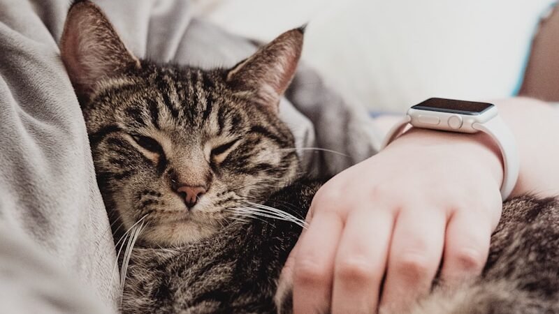 A tabby cat resting peacefully in someone's lap, with its eyes partially closed. The person gently strokes the cat's fur with one hand, showing a relaxed and calm moment.
