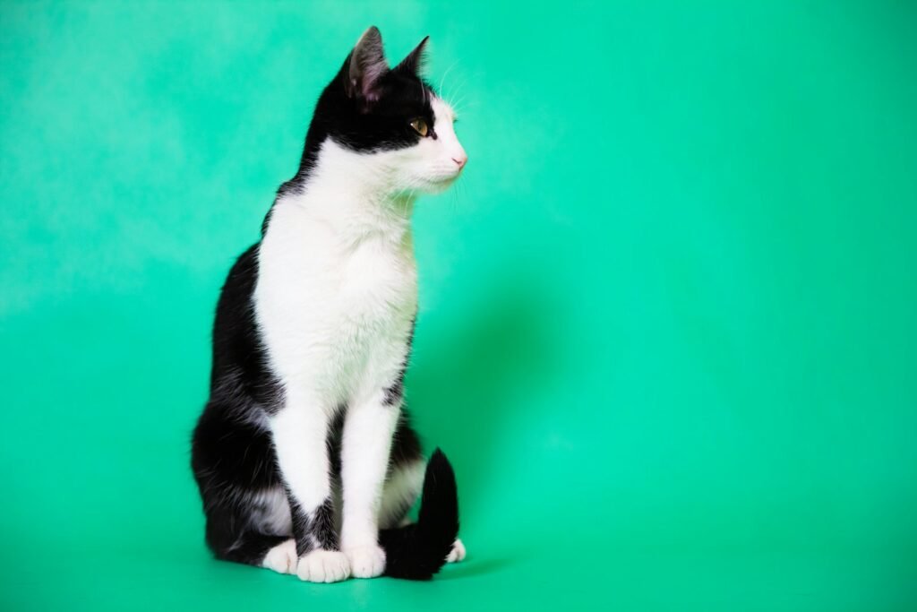 cat comfort: black and white cat on orange textile