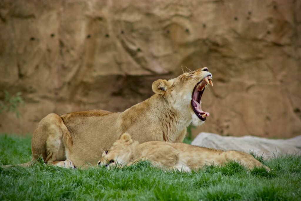 Big Cat yawning lioness lying on green grass field