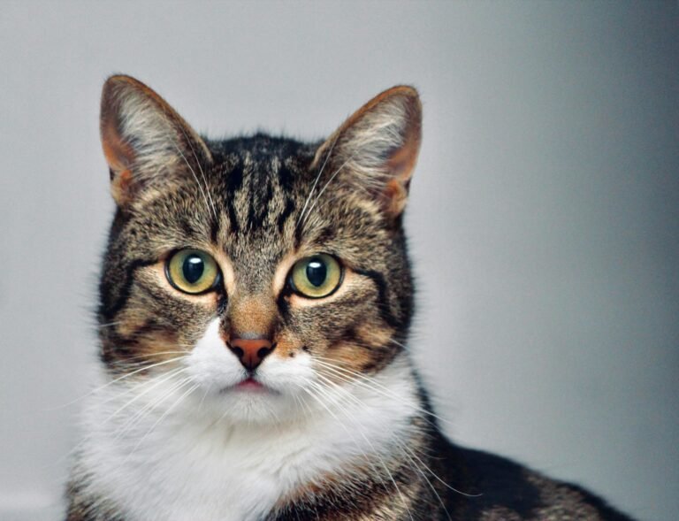 cat independence: brown and white tabby cat