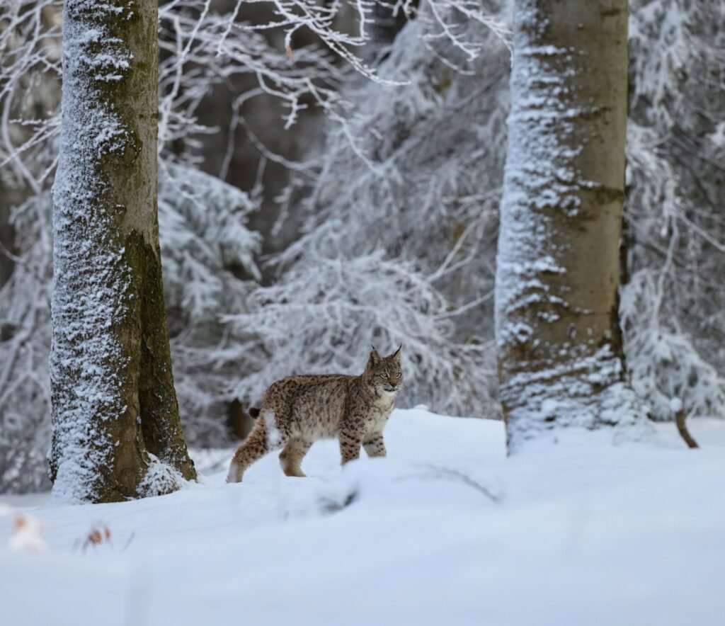 cat extinction: snow covered trees during daytime