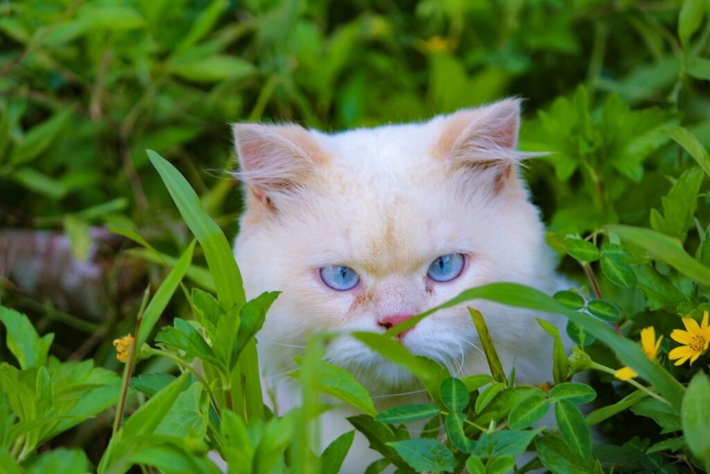 A white cat with blue eyes hiding in the grass
