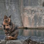 a cat is sitting on a rock near a body of water