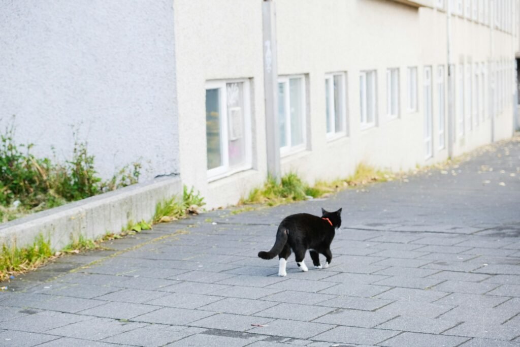 a black and white cat walking across a street
