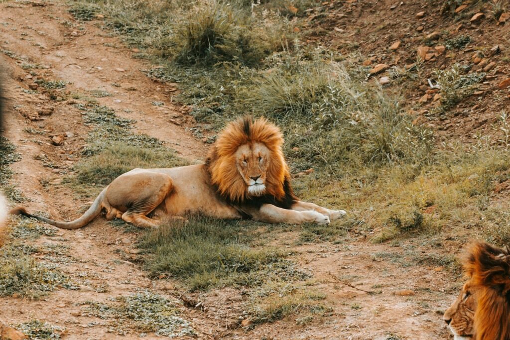 unique features: wild life photography of lion resting on ground
