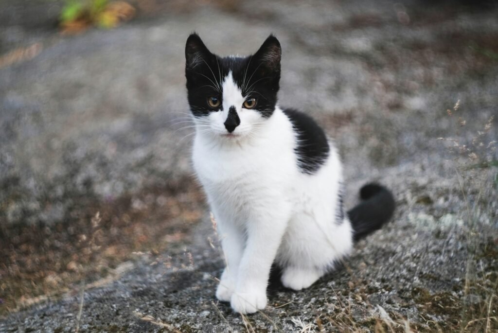 Cats Changed the Course of Events