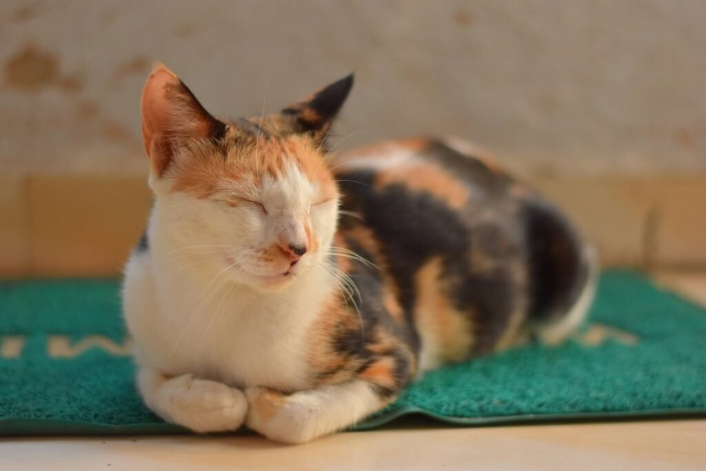 white brown and black cat lying on green textile