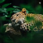 climate change: leopard on brown tree branch