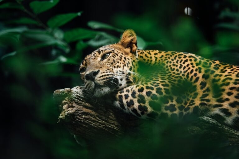 climate change: leopard on brown tree branch