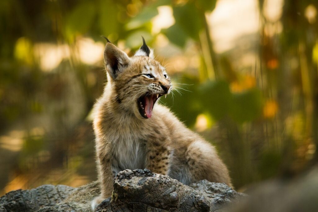 Big Cat Species