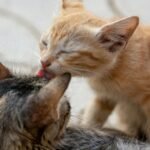 orange tabby cat and silver tabby cat