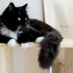 Cat Superstition shallow focus photography of tuxedo cat on brown wooden furniture