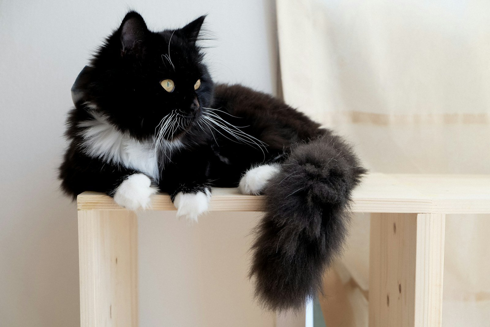 Cat Superstition shallow focus photography of tuxedo cat on brown wooden furniture