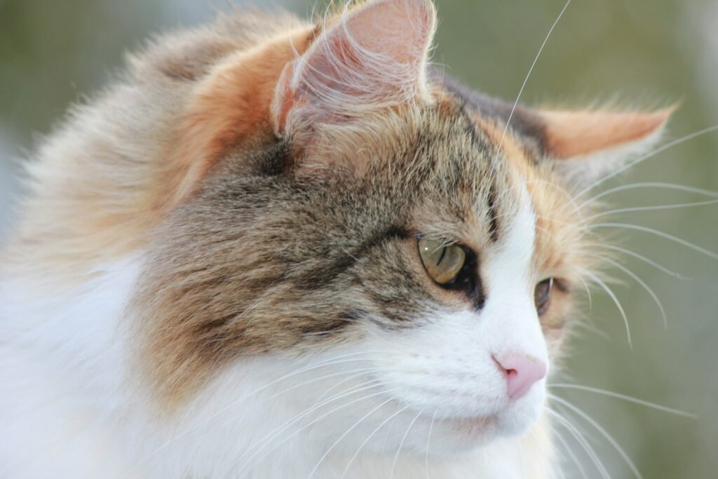 brown and white cat