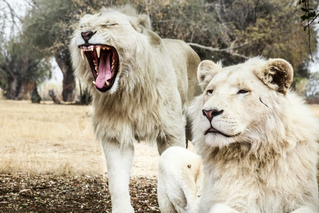 hidden world: two white lions