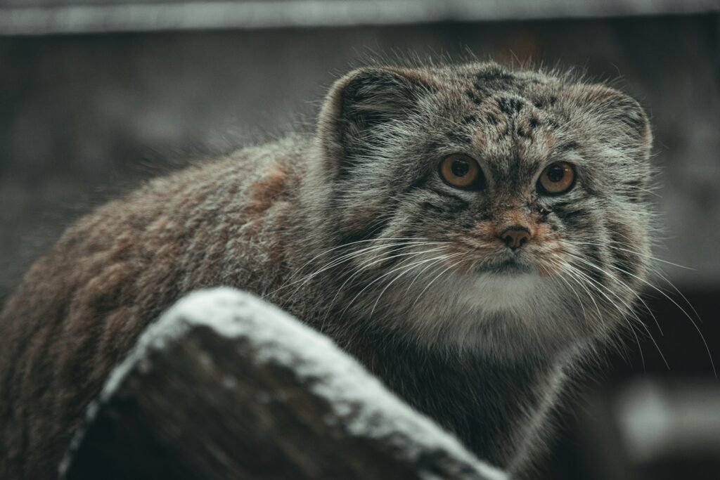 wild cat species: a close up of a cat near a fence