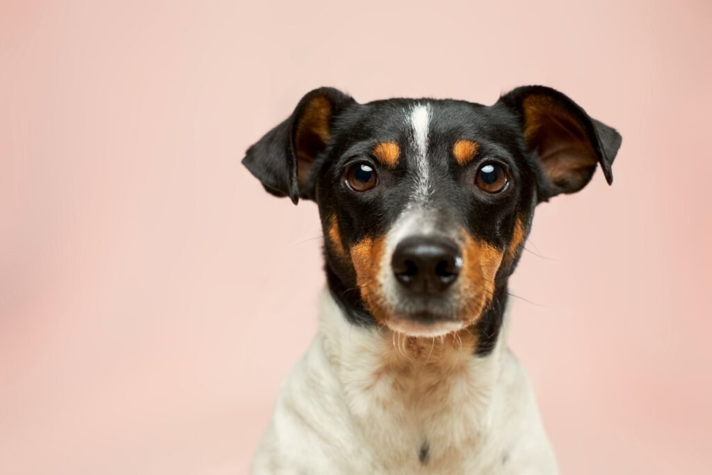 Cats’ Hearinblack and white short coated dog