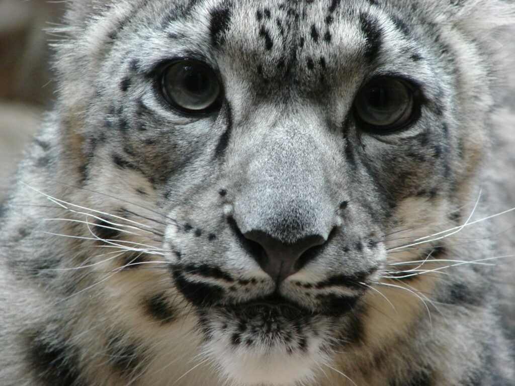 leopard fact:: white and black leopard on brown wooden surface