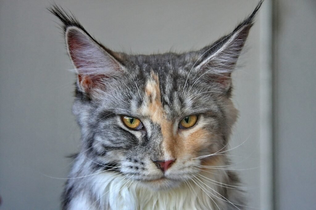 The Evolution of Cat Breeds