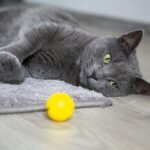 selective focus photography of lying Russian blue cat