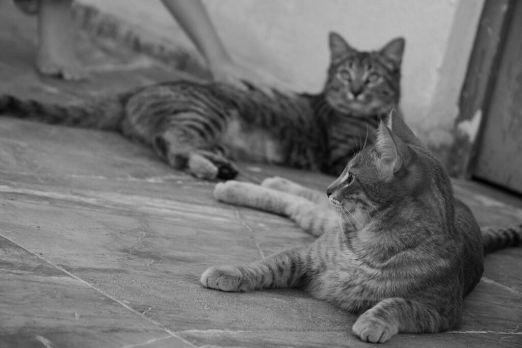 The Evolution of Cat Breeds