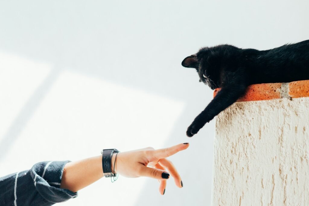 cat bond: woman and cat joining hands