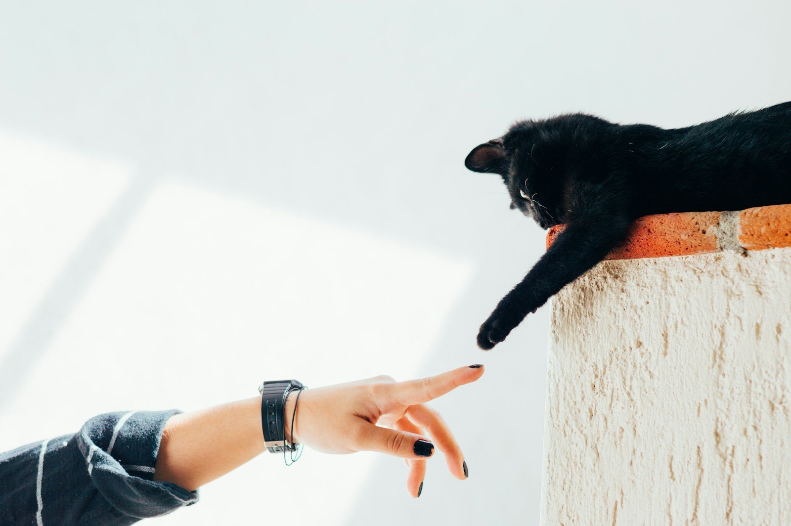 Photo by Humberto Arellano Fascinating stories: woman and cat joining hands