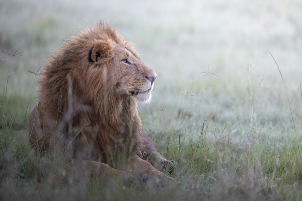 Cat Weather brown lion on green grass field during daytime