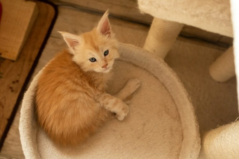 a small orange kitten sitting on top of a cat tree