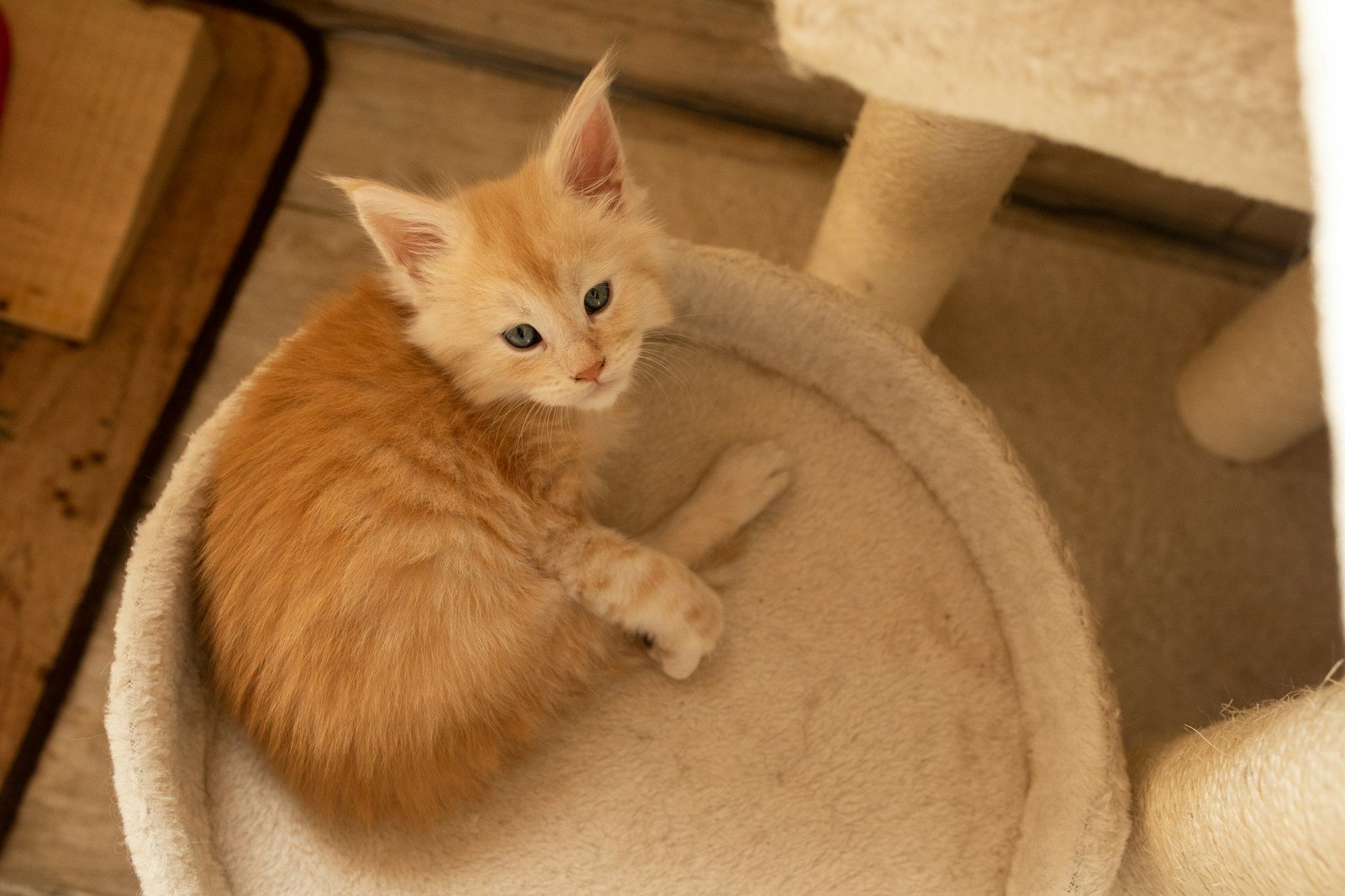 a small orange kitten sitting on top of a cat tree
