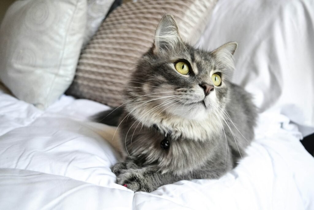 cat independence: gray cat on white textile
