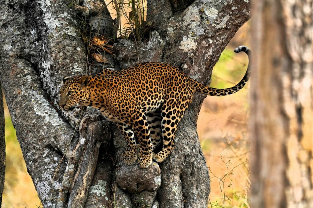 a leopard climbing up the side of a tree