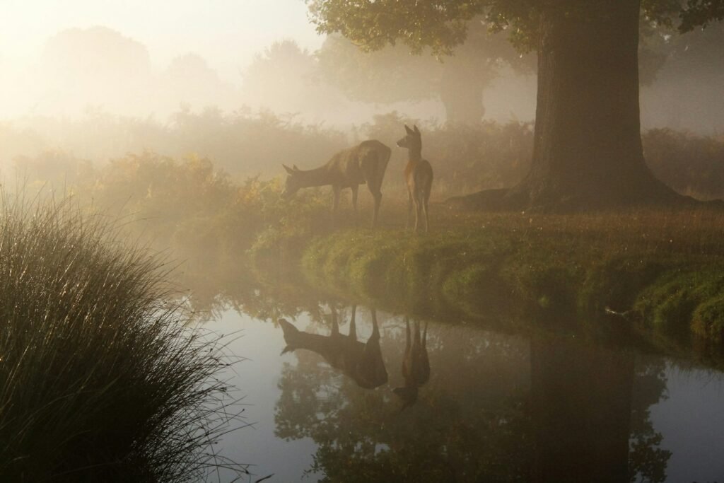 brown animal near body of water