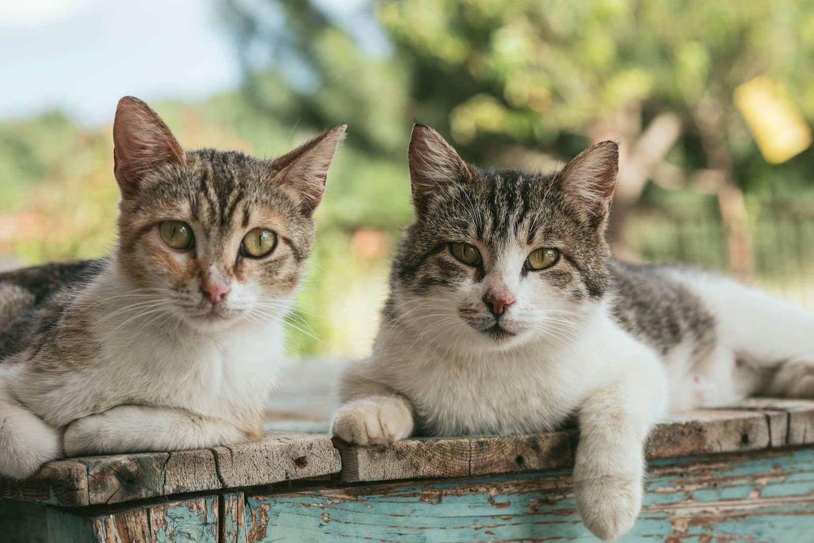How Cats Adapt to Changes in Their Environment - felinefam.com