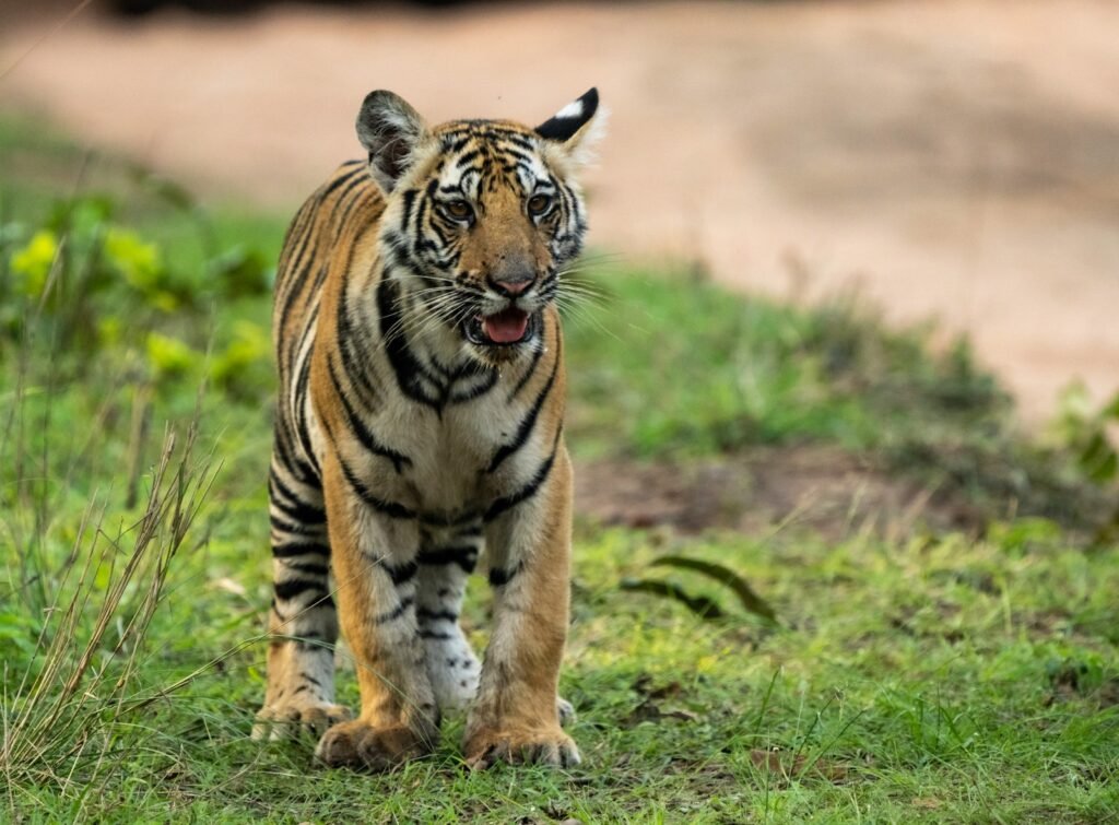 brown and black tiger lying on green grass during daytime