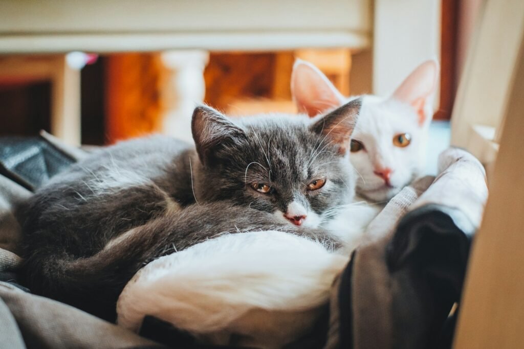 black cat lying on white textile