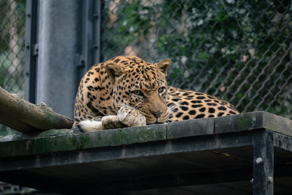 A large leopard laying on top of a wooden platform