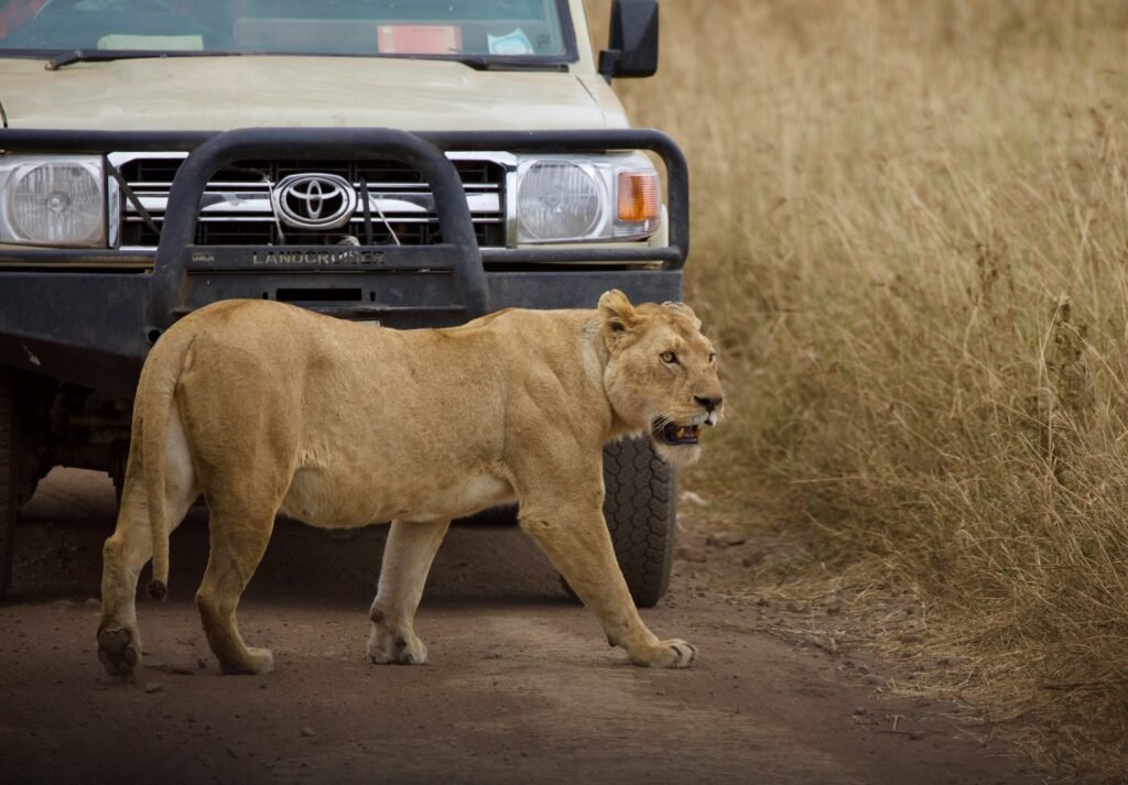 ultimate predator: brown lioness on brown field during daytime