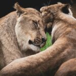 two lioness hugging