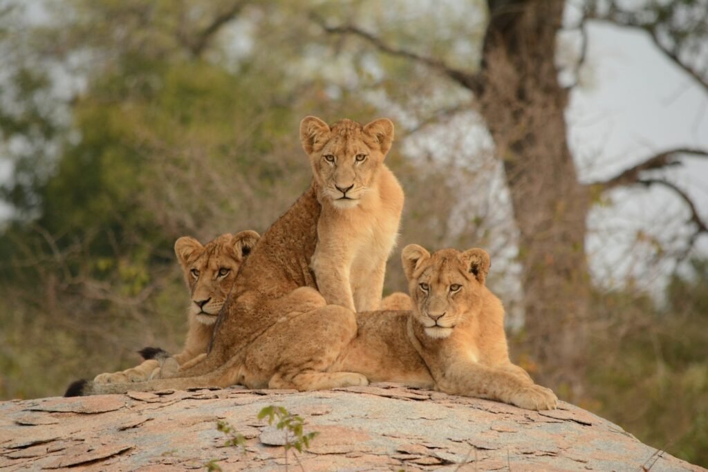 African Savannah