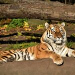 brown tiger lying on ground during daytime