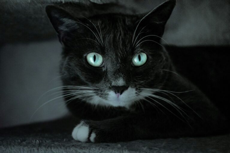 Cats’ Night Vision black and white cat lying on gray textile